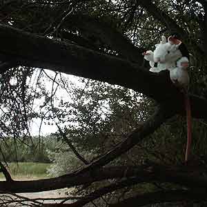 Stanley Roden Out on a Limb