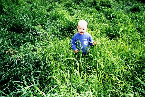 william in a field of grass pass on seward pen. alaska summer 98.JPG (110754 bytes)