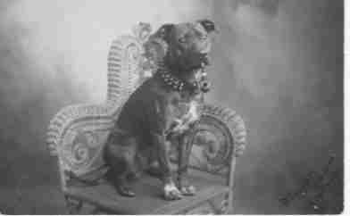 An old photo of a Pit on a Chair.