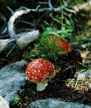 amanita muscaria